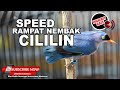 1 RAMBATAN PARUH MERAH GACOR PANJANG ISIAN CILILIN