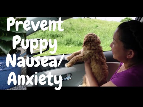 Prevent  Puppy being Nervous in Car Nausea from the beginning 2020 | Travelling with Dogs