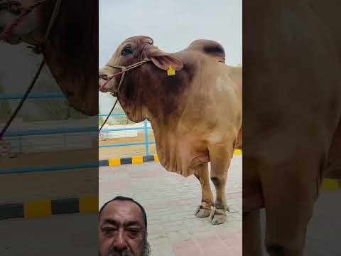 #cow #cutebaby #animals #cwo #shortsvideo