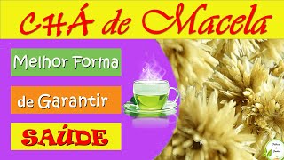 Ch de Macela ou Marcela - mais de 20 motivos para consumir APROVADO [Benefcios - Para que serve]