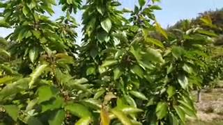 체리나무 모든것 체리 많이달려서 적과 하네요. sweet cherry tree