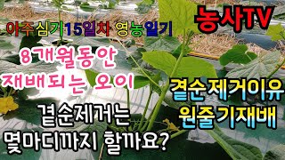 아주심기 15일차 영농일기, 오이 곁순제거이유, 원줄기재배, 곁순 몇 마디까지 제거할까요?[농사TV]