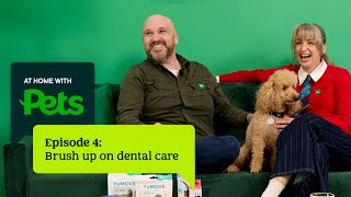 How to clean your pet’s teeth? Dental care made simple | At Home with Pets