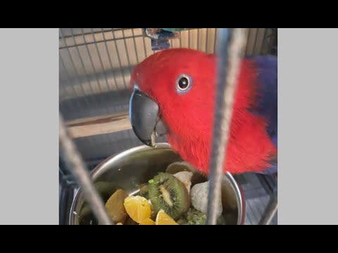 Parrot Comfort Sounds - Eclectus Female