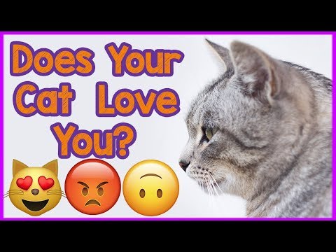 Does Your Cat Love You? How to Tell if Your Cat ... - YouTube