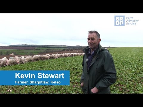 Forage Crops: Kevin Stewart
