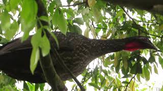 JACU SELVAGEM LIVRE NA NATUREZA AVE DA NOSSA FAUNA BRASILEIRA