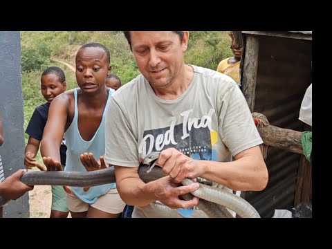 A "Bus" Black Mamba in their toilet !! 