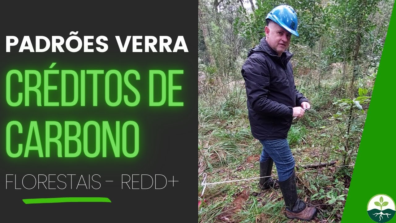 Padrões VERRA para Créditos de Carbono florestais REDD+