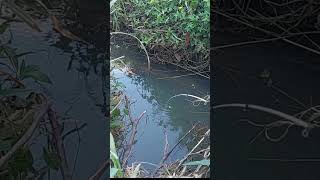 Download lagu Fishing for wader at its nest mp3