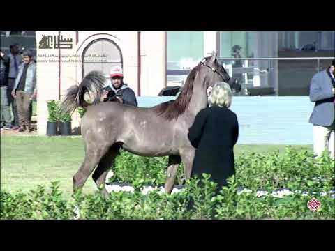 N.117 RAKAN AL REEF - 2020 PSAIAHF Al Khalediah Show - Yearling Colts (Class 4A)