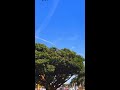 Golden State With American Airlines ️