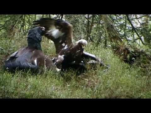 Golden Eagle attacks a pair of Capercaillie