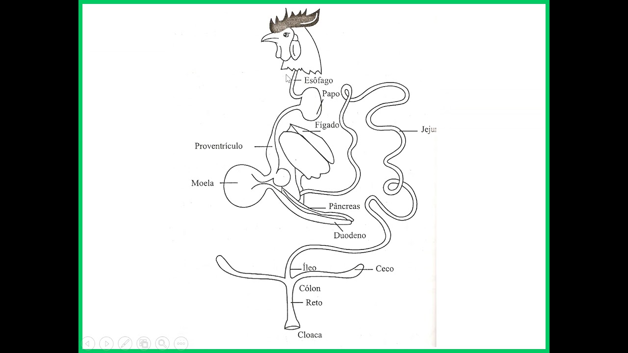 BIOLOGIA DA GALINHA PARTE 1