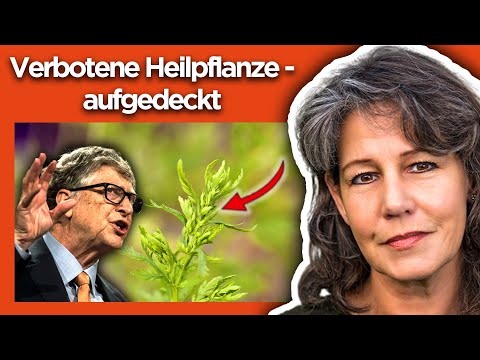 Artemisia annua - The WHO is scared! (I'm spilling the beans)