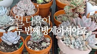 [꽃수다] 5월, 다육이 두 번째 방제하셔야죠.(무름병/응애 병충해 예방) succulents/多肉植物/たに…