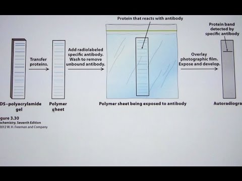 Ahern's Biochemistry #8 - Hemoglobin