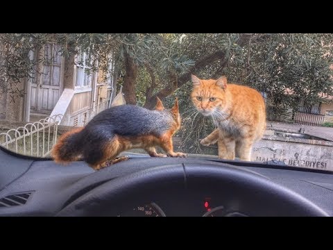 Direksiyonda sincap, kaputta da kedi olursa ne olur? Sincap Alf the Squirrel