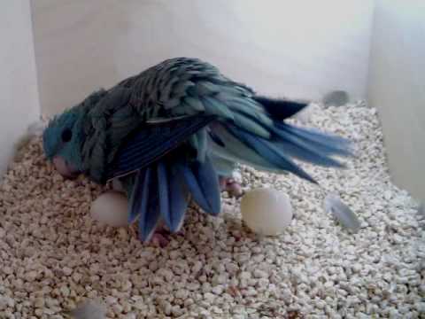 Lineolated Parakeet hen seen laying an egg