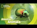 Beetle 🐞 | Amazing Animals