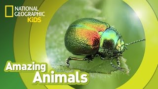 Beetle 🐞 | AMAZING ANIMALS