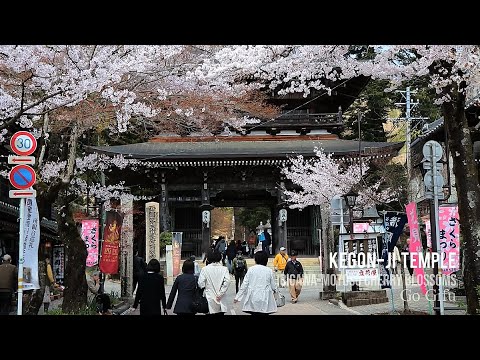 A Day of Cherry Blossoms with Tarumi Railway | Go Gifu