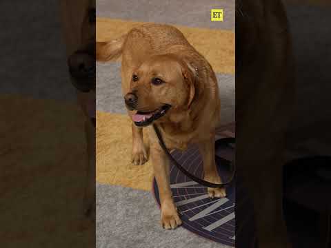 Selma Blair stunned on the Vanity Fair Oscar Party carpet with her service dog, Scout! #shorts