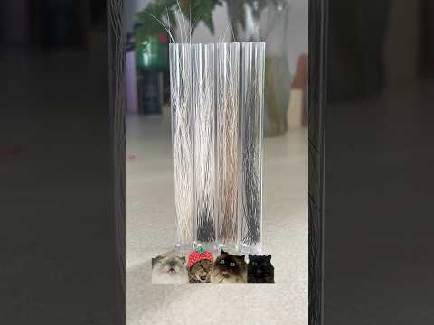 organizing my cat whisker collection! #cat #cute #funny #art #whiskers