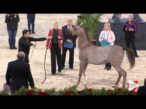 N.78 AJ AZZAM - Paris 2015 - Yearling Colts (Class CM4 A)