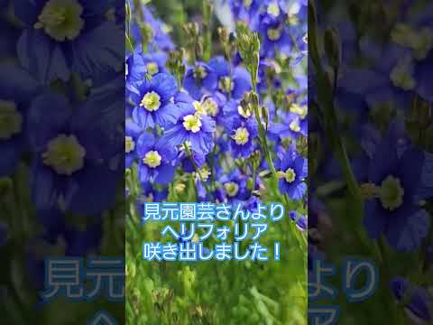 コールドフレームの作り方は？春に向けて準備万端！  庭園