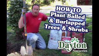 How to Plant a Balled and Burlapped Tree or Shrub