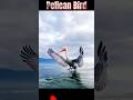 largest beak bird ll అతిపెద్ద ముక్కు పక్షి ll tot facts