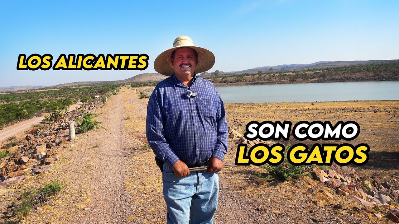 Un ALICANTE me bufaba porque lo hice enojar