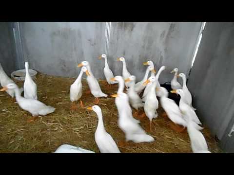 THE QUACK PACK  LOCKED UP