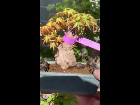 Visite de BONSAIGARTEN SCHWARZ