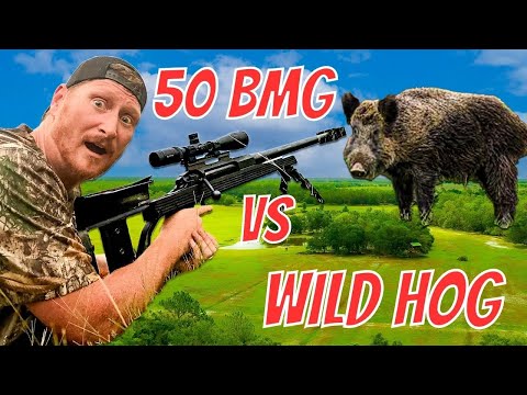 50 BMG EXPLODED HOG! Warning Graphic Content!