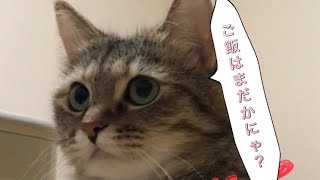 じっとお座りをしているゆめちゃん