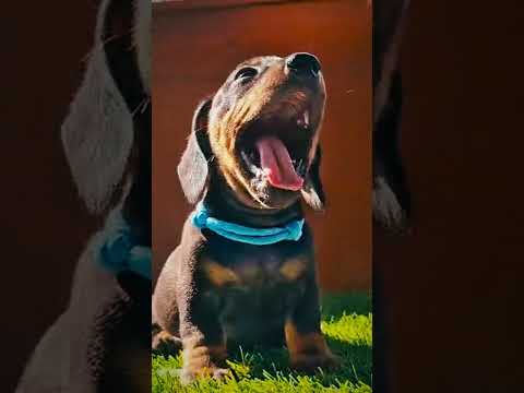 Dachshund puppy for sale