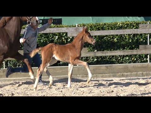 *2022 Stute von Bach - Fürst Larino