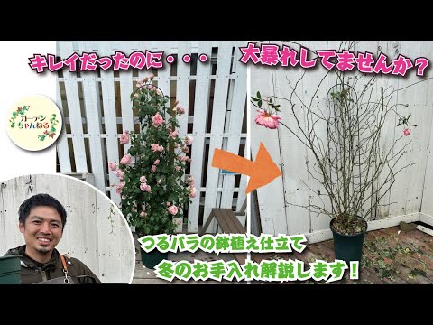 冬にバラの茂みを世話するにはどうすればよいですか？健康な低木のための正しい行動  庭園