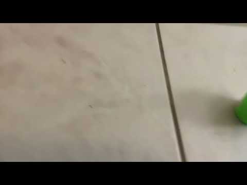 I bought this lil yeti cut today