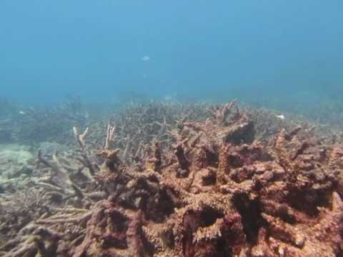 Large stands of dead coral skeletons, mainly Acropora spp. stand testament to the lethal effects of sea water temperatures that exceeded physiological limits of survival for these hard corals during the summer in 2015/16. This video was taken at on the reef slope Sir Charles Hardy Island (1) in the Cape Grenville sector.