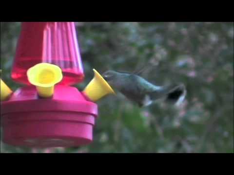 Broad-billed Hummingbird