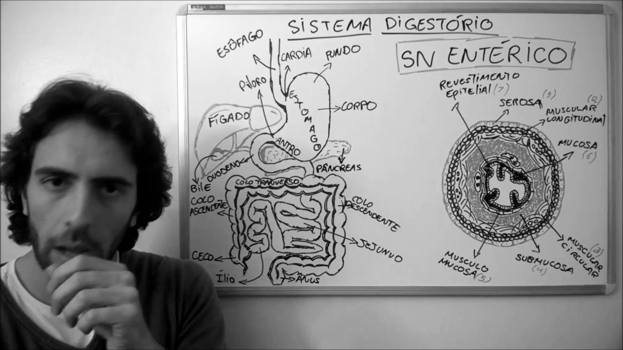 2 Sistema Digestório - Fisiologia - Atividade Elétrica, SN Entérico, Participação SNA