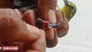 Download lagu Cool rings for birds‼️Safe and comfortable mp3