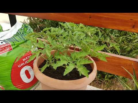 , title : 'גידול עגבניה באדנית במרפסת הבית !'