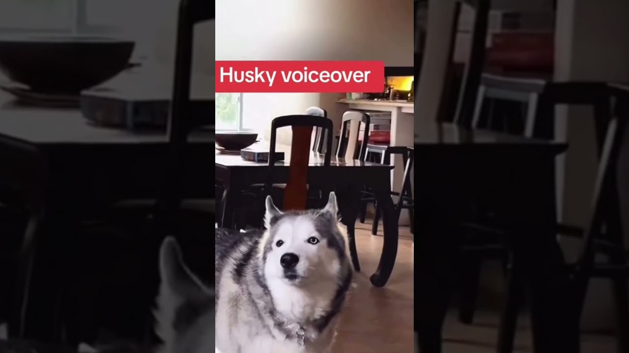 #memes #animals #comedy #funny