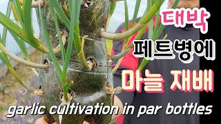기막힌 페트병  마늘 재배법 통마늘 가능할까 ? petticoat garlic cultivation meth…