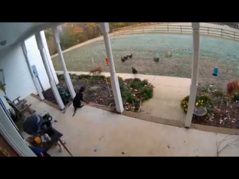 Хорошо, что у нас есть собака!