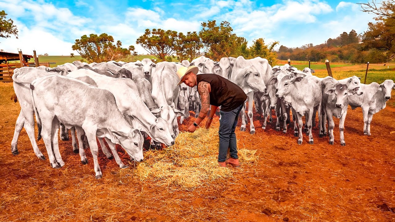 SOU O NOVO CASEIRO DA FAZENDA POR 24 HORAS ! hora de mostra do que sou capaz